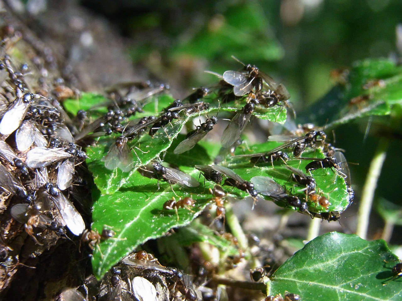 Gyvūnai, Vabzdys, Skruzdėlės, Swarm, Karalienės, Vyrai, Hymenoptera, Nemokamos Nuotraukos,  Nemokama Licenzija