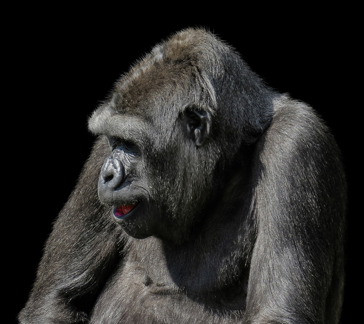 Gyvūnai,  Beždžionė,  Gorila,  Žinduolis,  Primatų,  Ape,  Žemumų Gorila,  Tiergarten Nürnberg,  Lygumų Gorila,  Dominuojanti