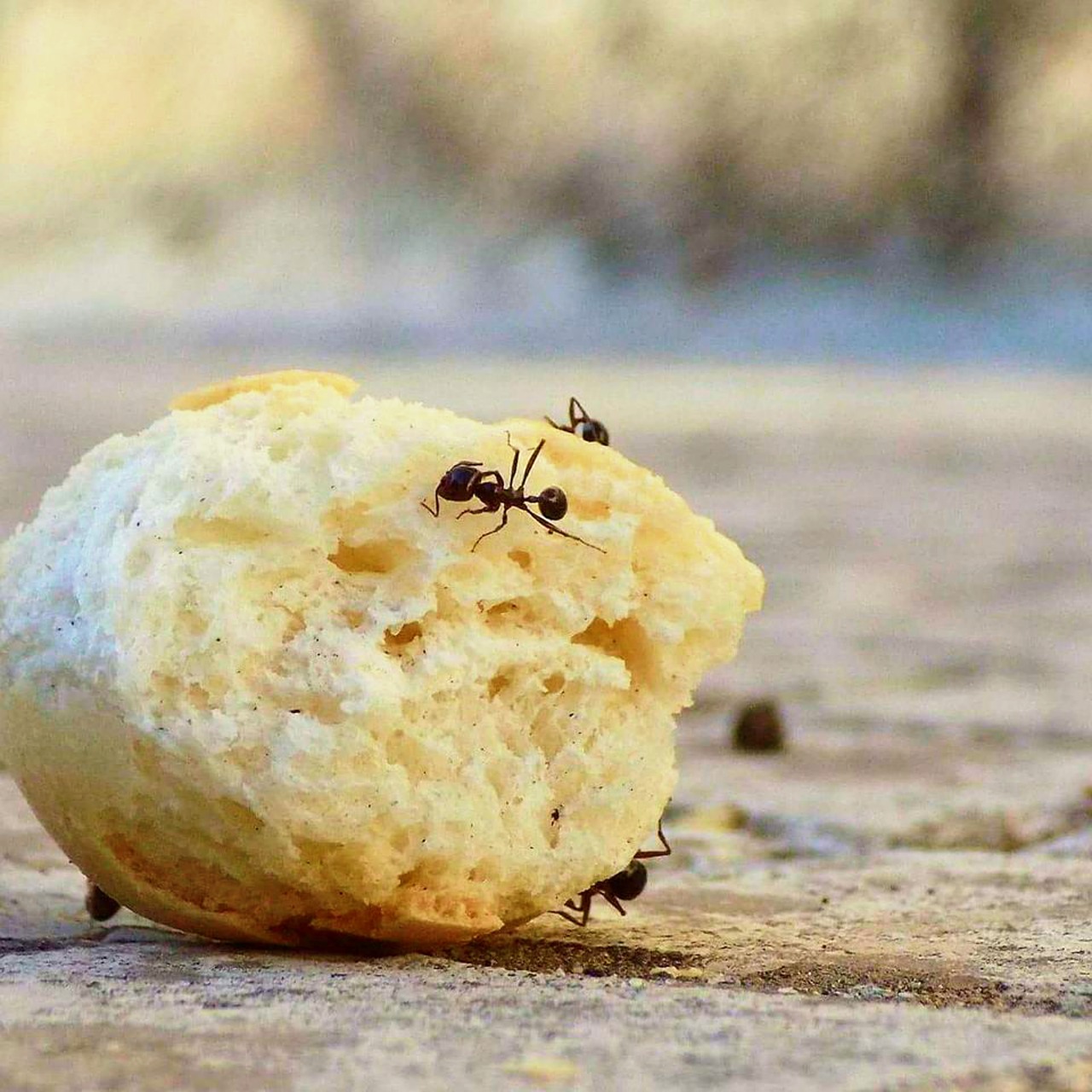 Gyvūnai,  Skruzdėlės,  Dirbti,  Duona Makro,  Mažas,  Skruzdžių Gyvūnų,  Vabaliukas,  Uždaryti,  Vabzdžiai,  Darbininkas