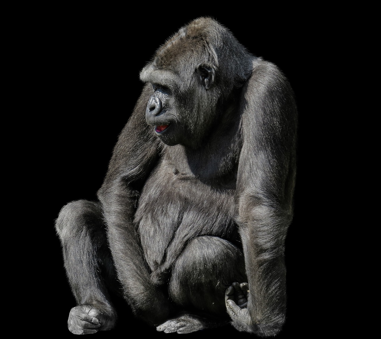 Gyvūnai,  Beždžionė,  Gorila,  Žinduolis,  Primatų,  Ape,  Žemumų Gorila,  Tiergarten Nürnberg,  Lygumų Gorila,  Dominuojanti