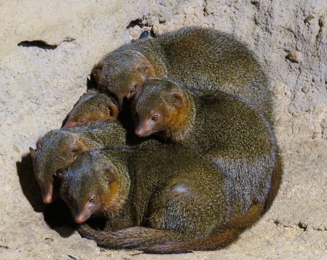 Gyvūnai,  Gyvūnijos Pasaulyje,  Mongoose,  Miegoti,  Predator,  Mėsėdžiai,  Tiergarten Nürnberg,  Šeima,  Sanglaudos,  Prisiglausti