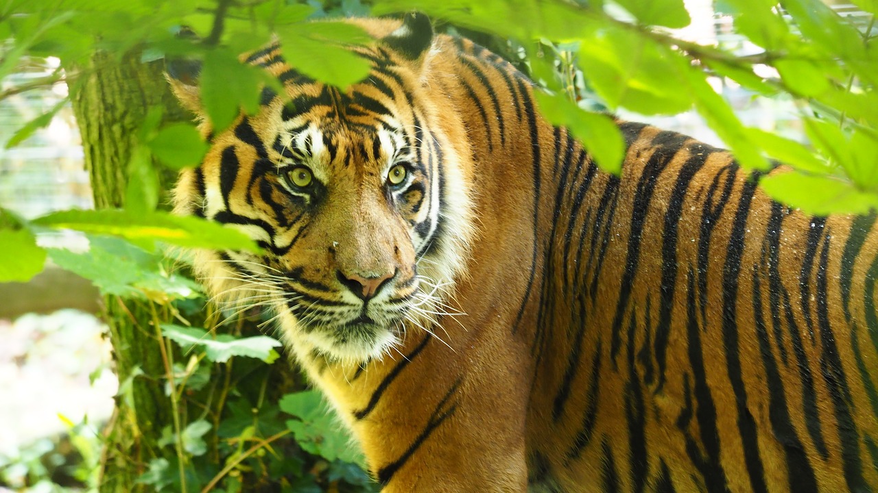 Gyvūnai,  Kačių,  Predator,  Tigras, Nemokamos Nuotraukos,  Nemokama Licenzija