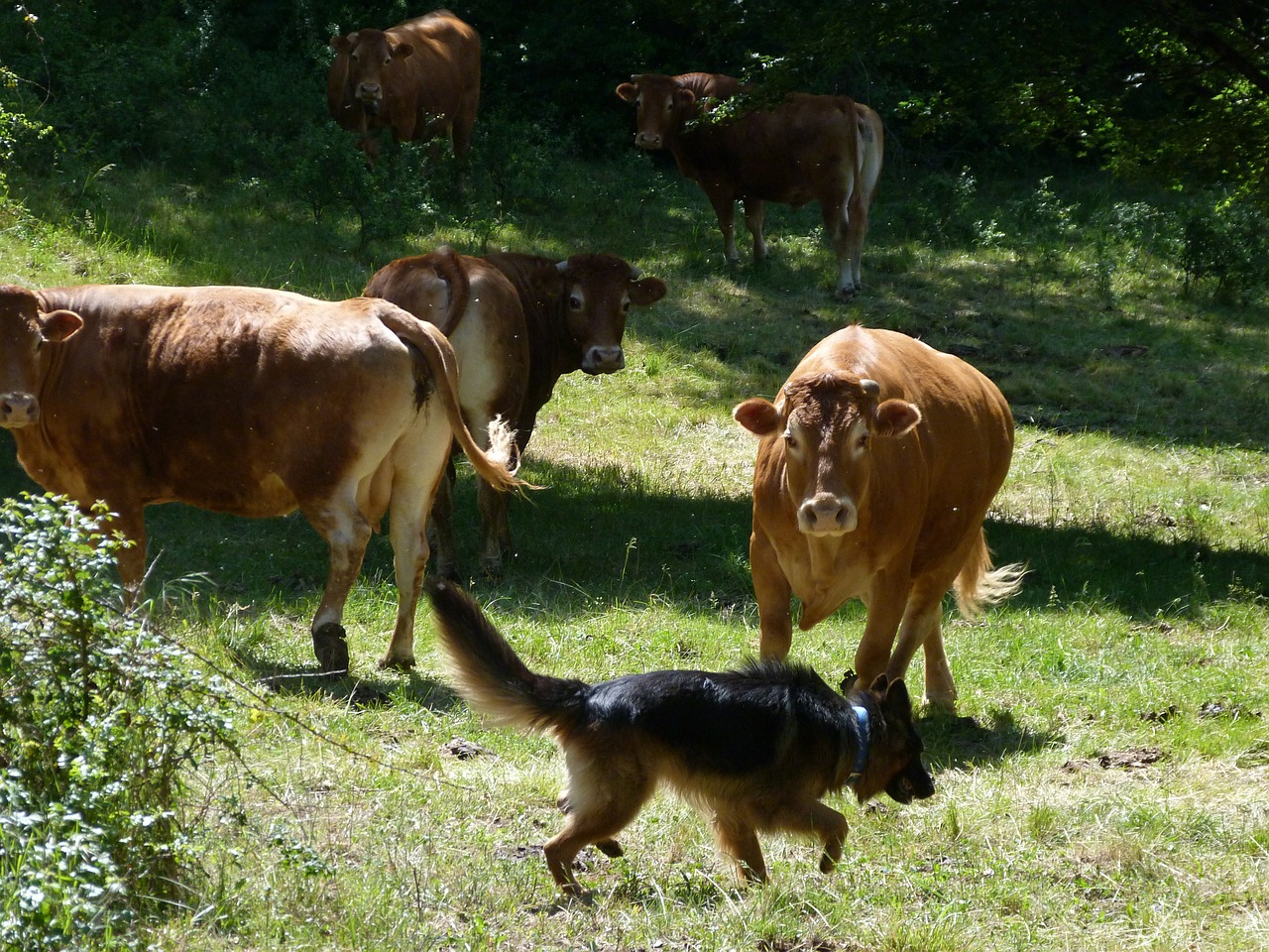 Gyvūnai, Karvės, Vokiečių Aviganis, Susitikimas, Bendroji Galimybė, Ganykla, Prairie, Gamta, Stebėjimas, Nemokamos Nuotraukos