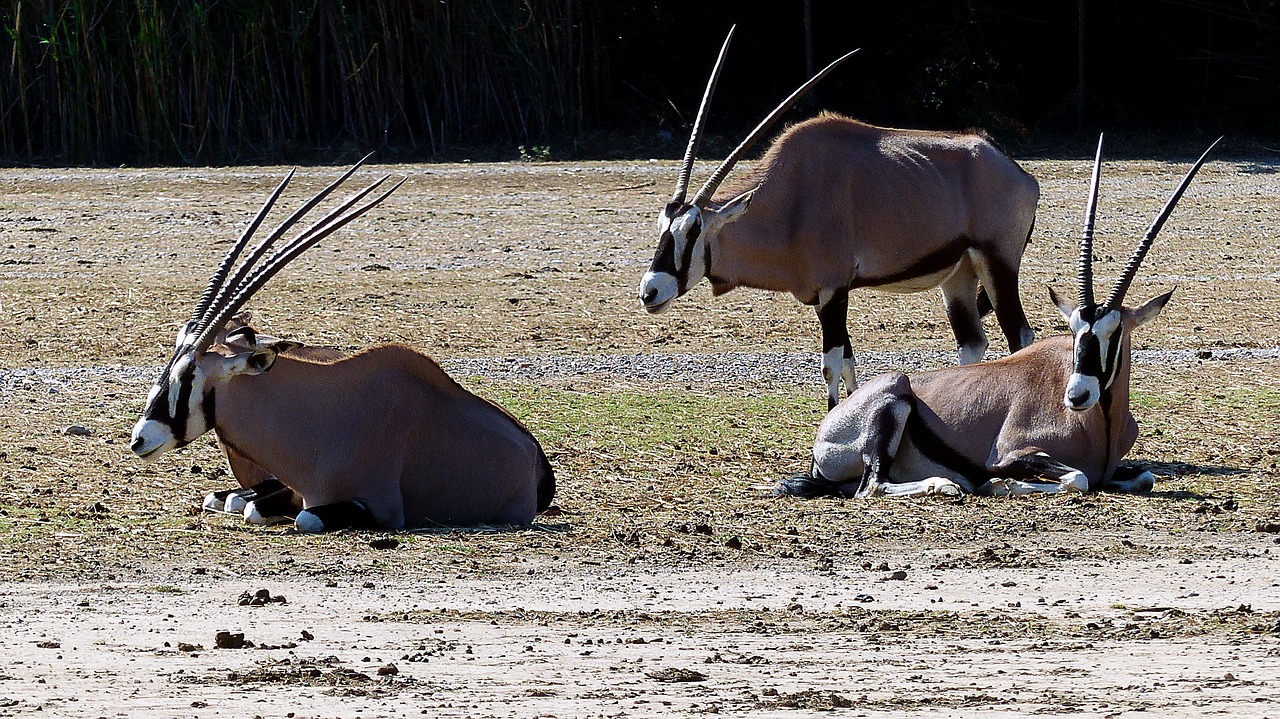 Gyvūnai,  Oryx,  Pobūdį,  Afrikoje,  Savannah,  Laukinių,  Žinduoliai,  Gyvūnija,  Banda, Nemokamos Nuotraukos