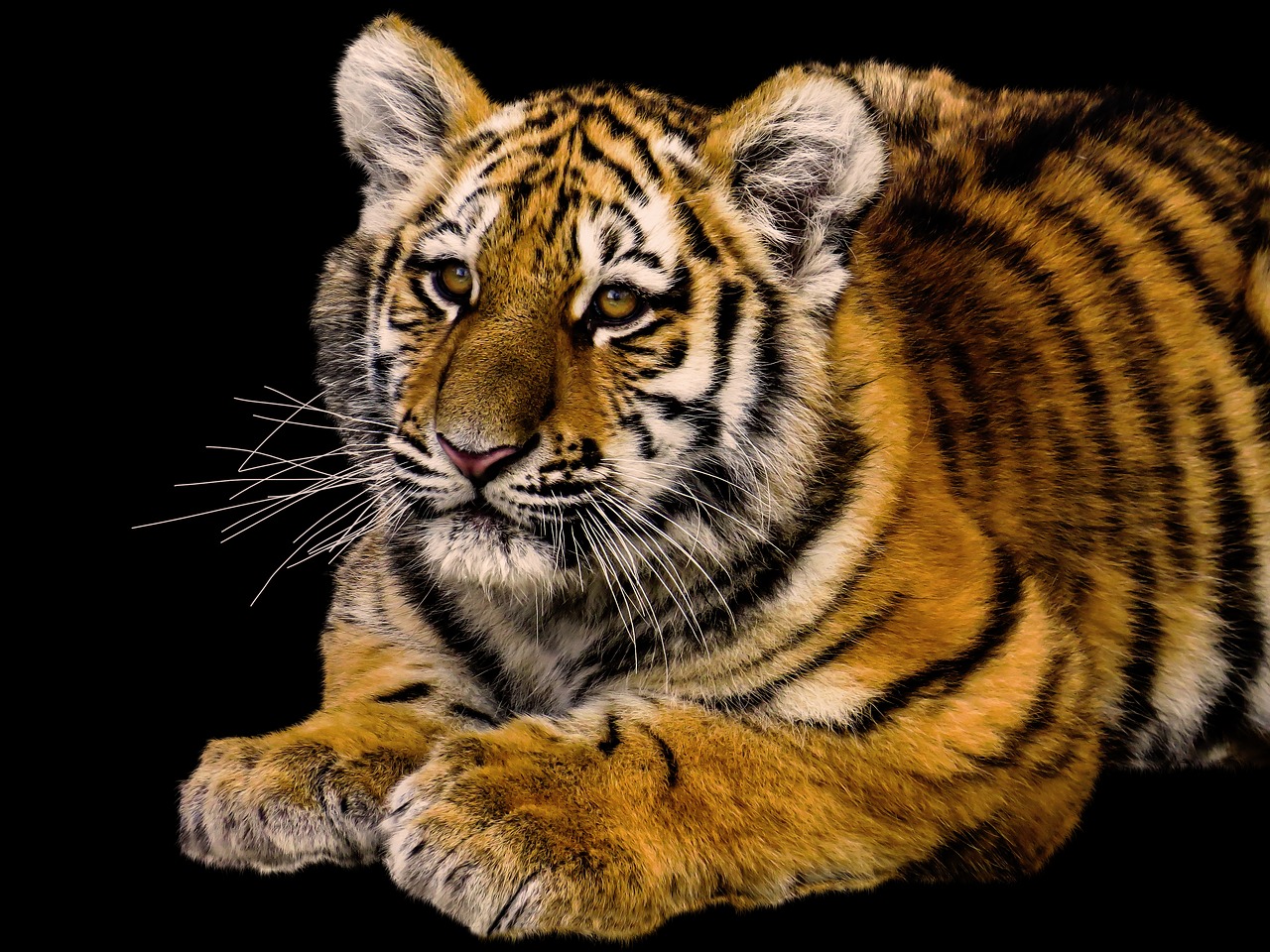Gyvūnai,  Tigras,  Predator,  Jauna Gyvūnų,  Jauna Tigras,  Didelė Katė,  Iš Arti,  Pavojinga,  Zoo,  Tiergarten