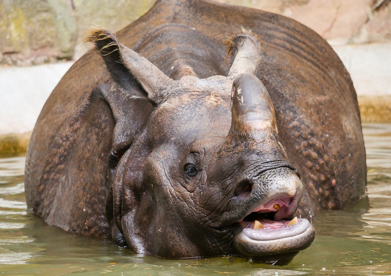 Gyvūnai,  Rhino,  Indian Degunradzis,  Storio Odos,  Ragas,  Afrikoje,  Gyvūnas Gruboskóre,  Prakaitavimas,  Plaukti,  Atgaiva