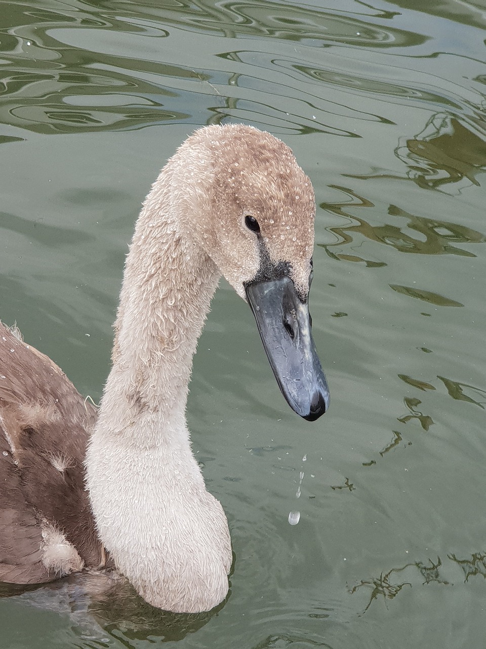 Gyvūnai,  Gulbė,  Vandens,  Pobūdį,  Vanduo Paukštis,  Paukštis,  Gyvūnijos Pasaulyje,  Baltos Spalvos,  Plaukti,  Schwimm Vogel