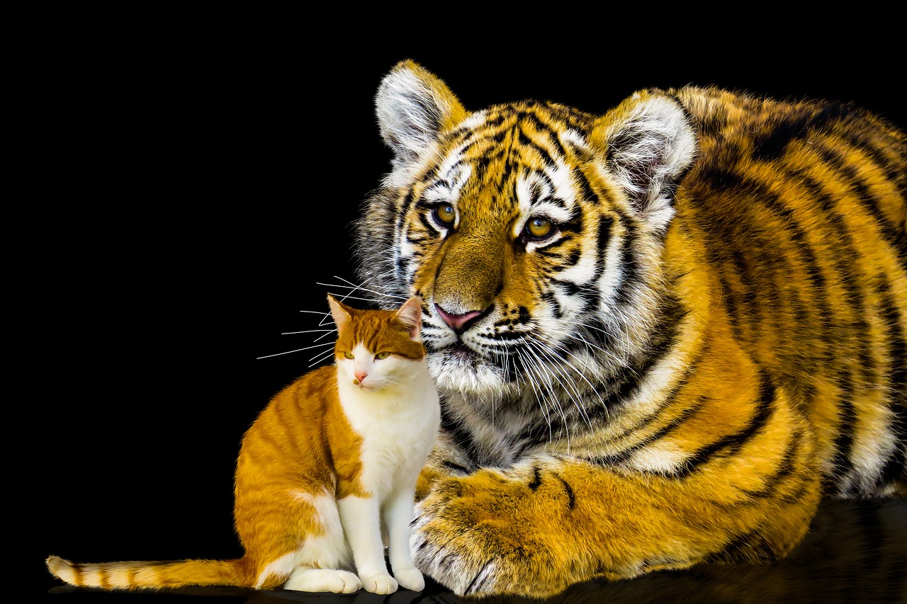 Gyvūnai,  Katė,  Tigras,  Didelė Katė,  Naminė Katė,  Predator,  Draugės,  Pasitikėjimas,  Išskiriamas,  Skumbrės