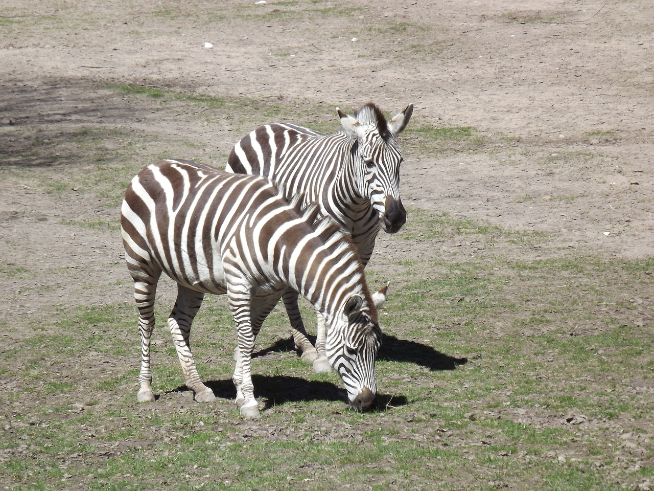 Gyvūnai, Zebra, Juostelės, Pėsčiųjų Perėja, Juoda Ir Balta, Gyvūnas, Gamta, Afrika, Ganyti, Kankinti