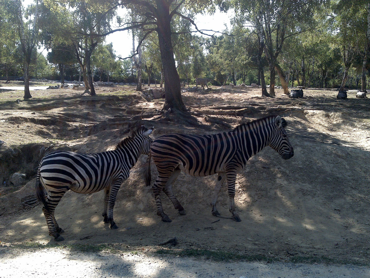 Gyvūnai,  Zoologijos Sodas,  Laisvas,  Nuotraukos,  Zebras,  Zebras Gyvūnas, Nemokamos Nuotraukos,  Nemokama Licenzija