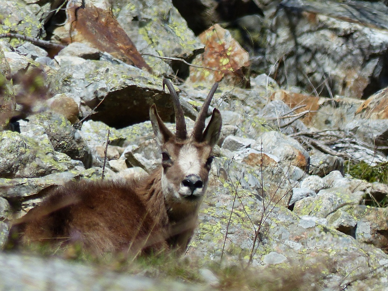 Gyvūnai, Gamta, Fauna, Laukiniai, Zomšys, Kalnas, Nemokamos Nuotraukos,  Nemokama Licenzija