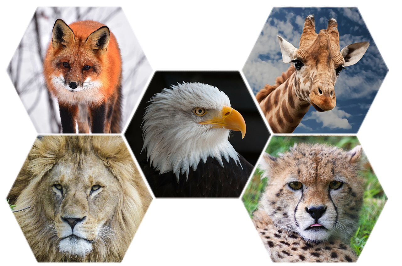 Gyvūnai,  Laukinė Gamta,  Gamta,  Laukiniai,  Zoologijos Sodas,  Mielas,  Žirafa,  Gyvenimas,  Liūtas,  Gepardas