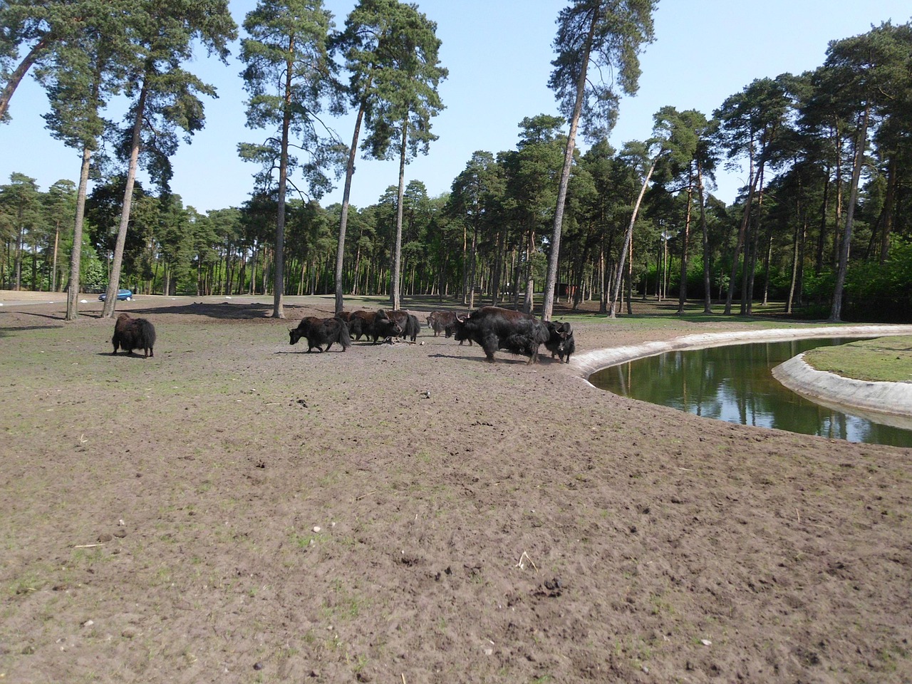 Gyvūnai, Serengeti, Zoologijos Sodas, Buivolai, Smėlis, Nemokamos Nuotraukos,  Nemokama Licenzija