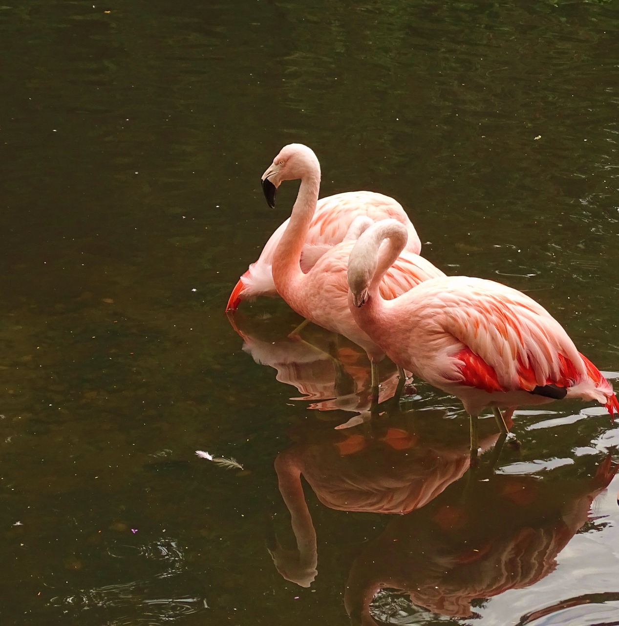 Gyvūnai,  Flamingos,  Rožinis,  Zoologijos Sodas,  Laukinės Gamtos Fotografija,  Veidrodinis Atspindys, Nemokamos Nuotraukos,  Nemokama Licenzija