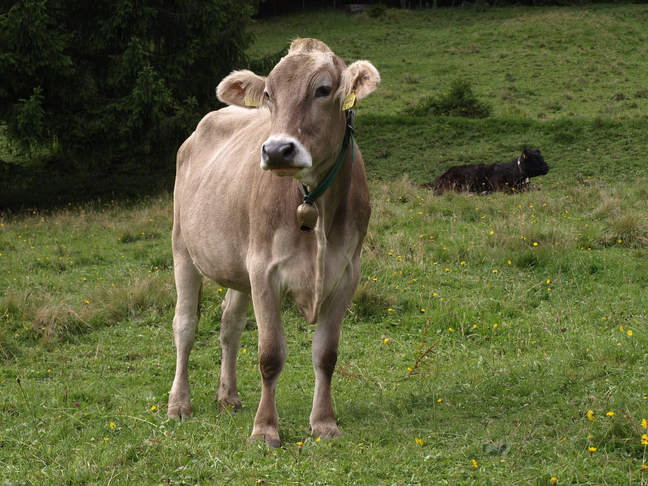 Gyvūnai,  Karvės,  Allgäu, Nemokamos Nuotraukos,  Nemokama Licenzija