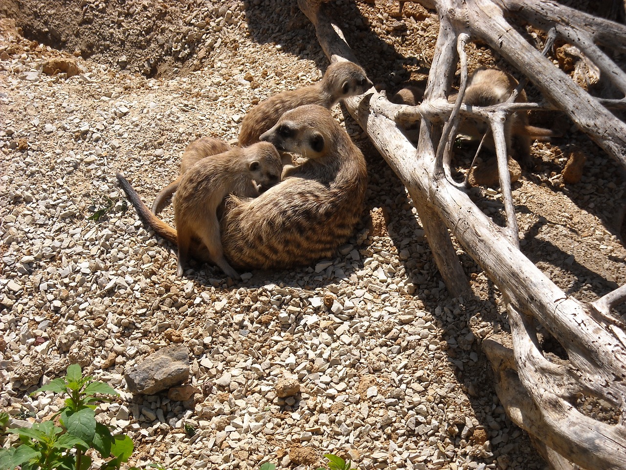 Gyvūnai,  Meerkats,  Žinduoliai,  Plėšrūnai,  Žindyti,  Zoologijos Sodas,  Motina Ir Vaikais,  Šeima, Nemokamos Nuotraukos,  Nemokama Licenzija