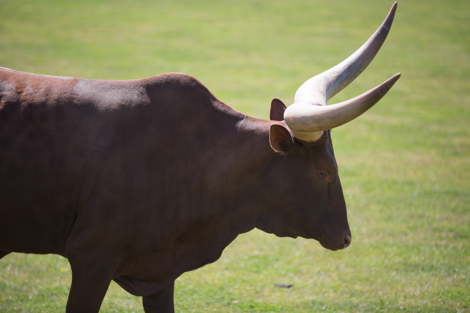 Afrika,  Gyvūnas,  Gyvūnai,  Alkūnė,  Ankole-Watusi,  Fonas,  Didelis,  Veislė,  Ruda,  Galvijai