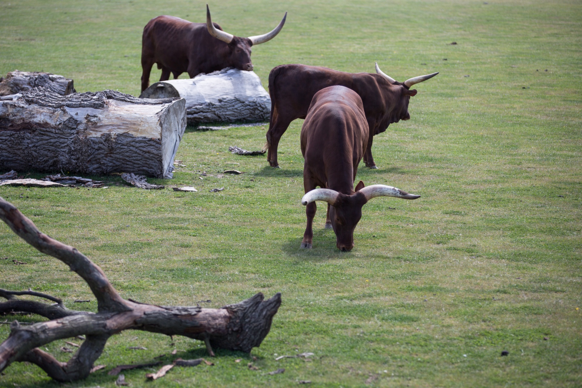 Afrika,  Gyvūnas,  Gyvūnai,  Alkūnė,  Ankole-Watusi,  Fonas,  Didelis,  Veislė,  Ruda,  Galvijai