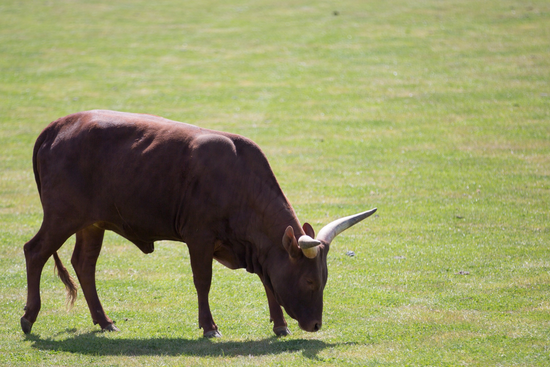 Afrika,  Gyvūnas,  Gyvūnai,  Alkūnė,  Ankole-Watusi,  Fonas,  Didelis,  Veislė,  Ruda,  Galvijai