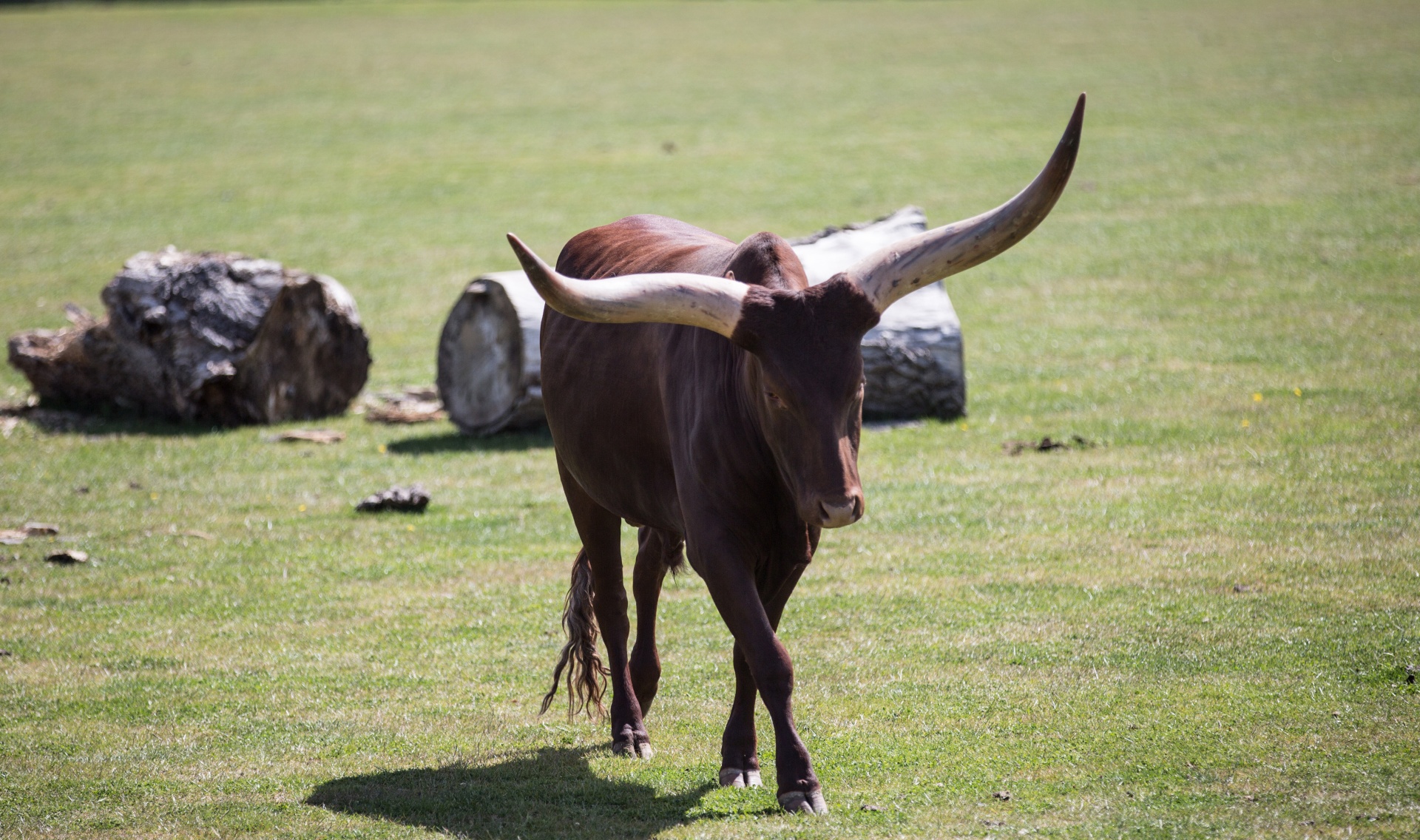 Afrika,  Gyvūnas,  Gyvūnai,  Alkūnė,  Ankole-Watusi,  Fonas,  Didelis,  Veislė,  Ruda,  Galvijai