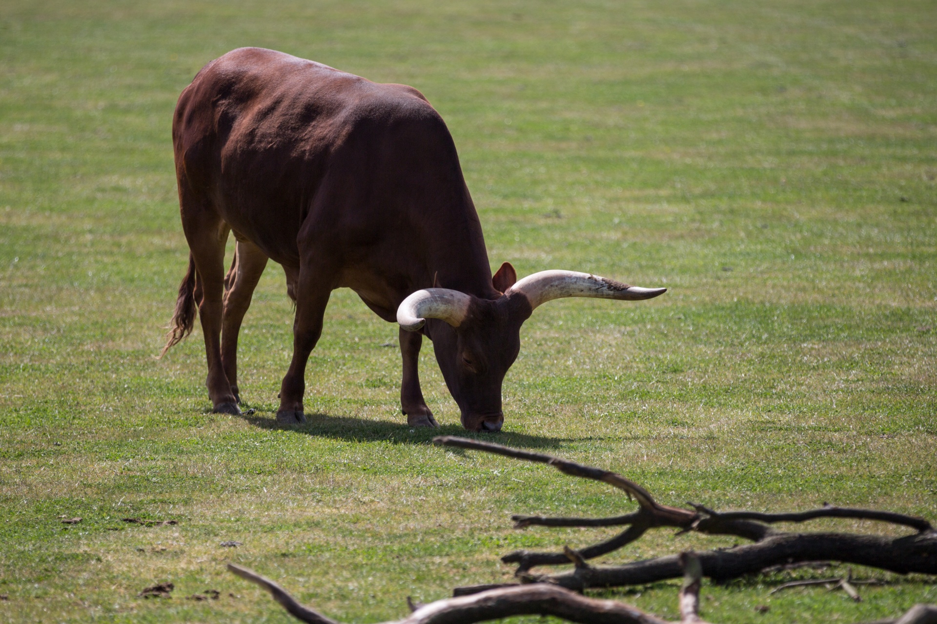 Afrika,  Gyvūnas,  Gyvūnai,  Alkūnė,  Ankole-Watusi,  Fonas,  Didelis,  Veislė,  Ruda,  Galvijai