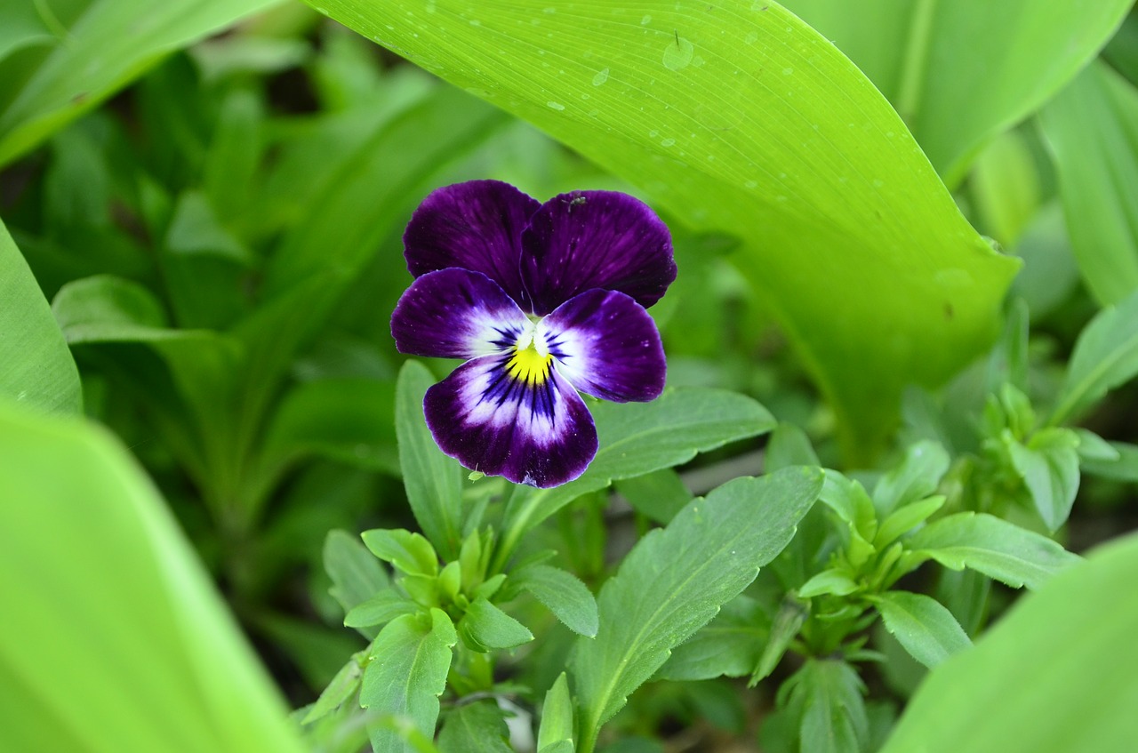 Annie, Violetinė, Violetinė, Gėlė, Anythiny Akys, Gėlės, Žalumos, Graži Gėlė, Augalas, Švelnumas