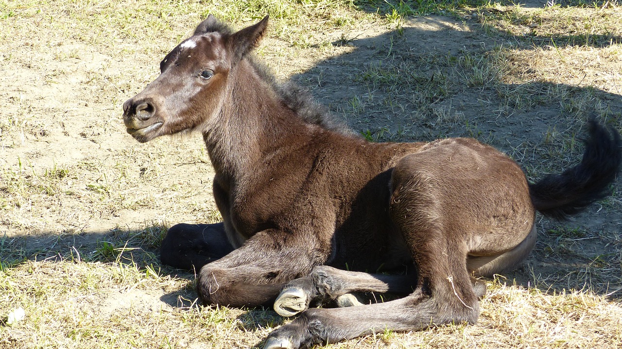 Gyvūnas, Arklys, Kumeliukai, Nemokamos Nuotraukos,  Nemokama Licenzija