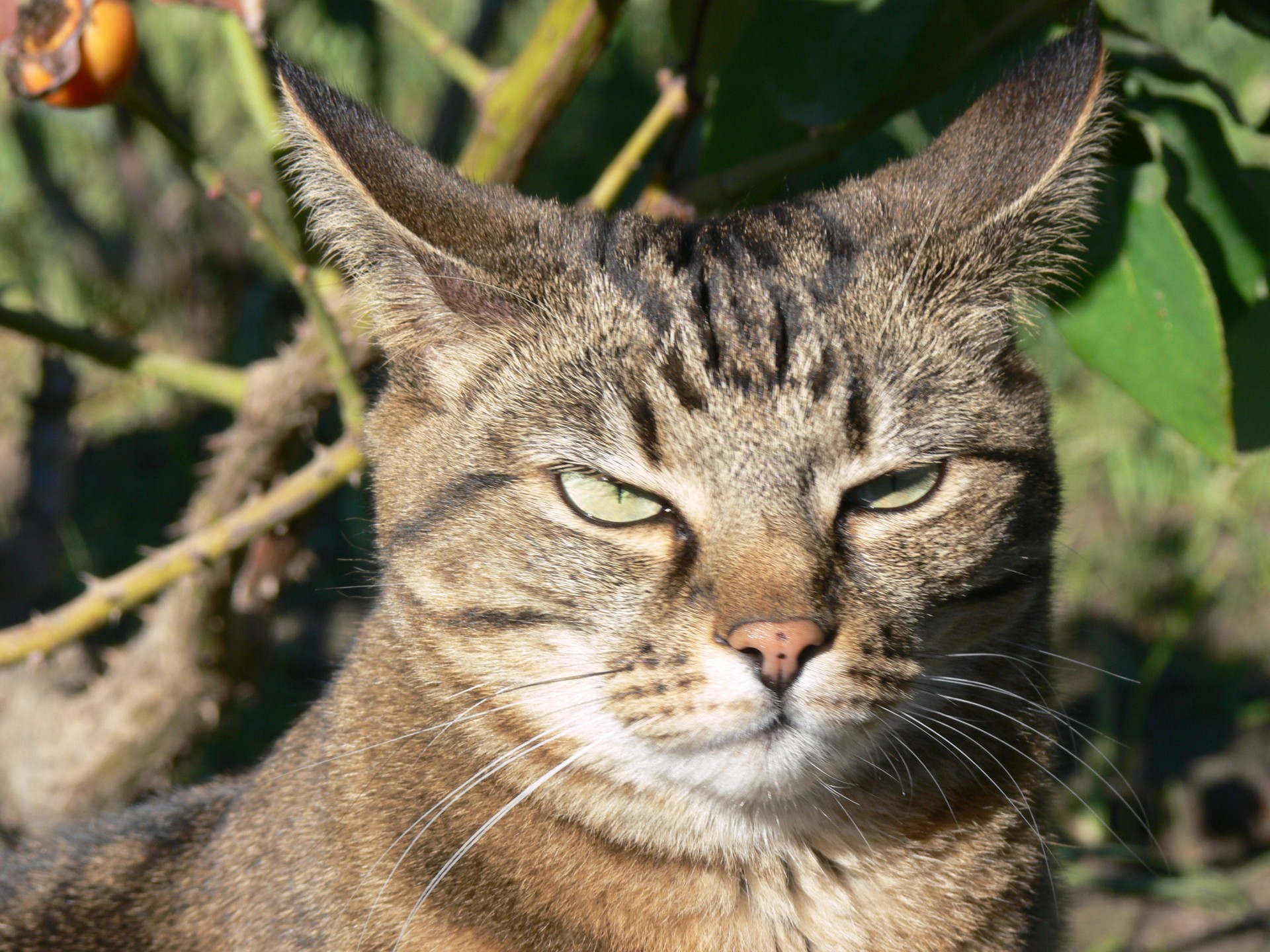 Piktas,  Tabby,  Katė,  Kačių,  Lauke,  Erzina Tabby Katė, Nemokamos Nuotraukos,  Nemokama Licenzija