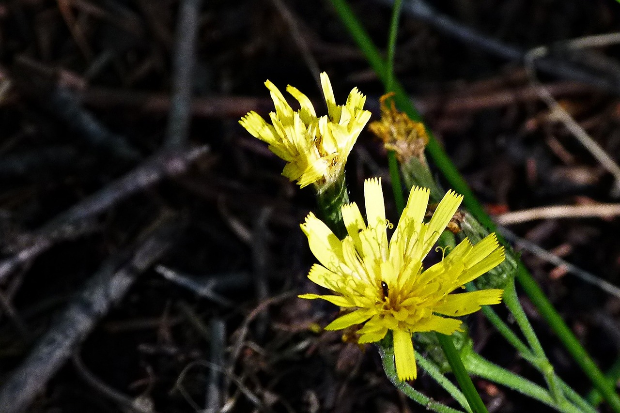 Metinė Velniai, Geltona, Wildflower, Gamta, Miškas, Laukinis Augalas, Nemokamos Nuotraukos,  Nemokama Licenzija