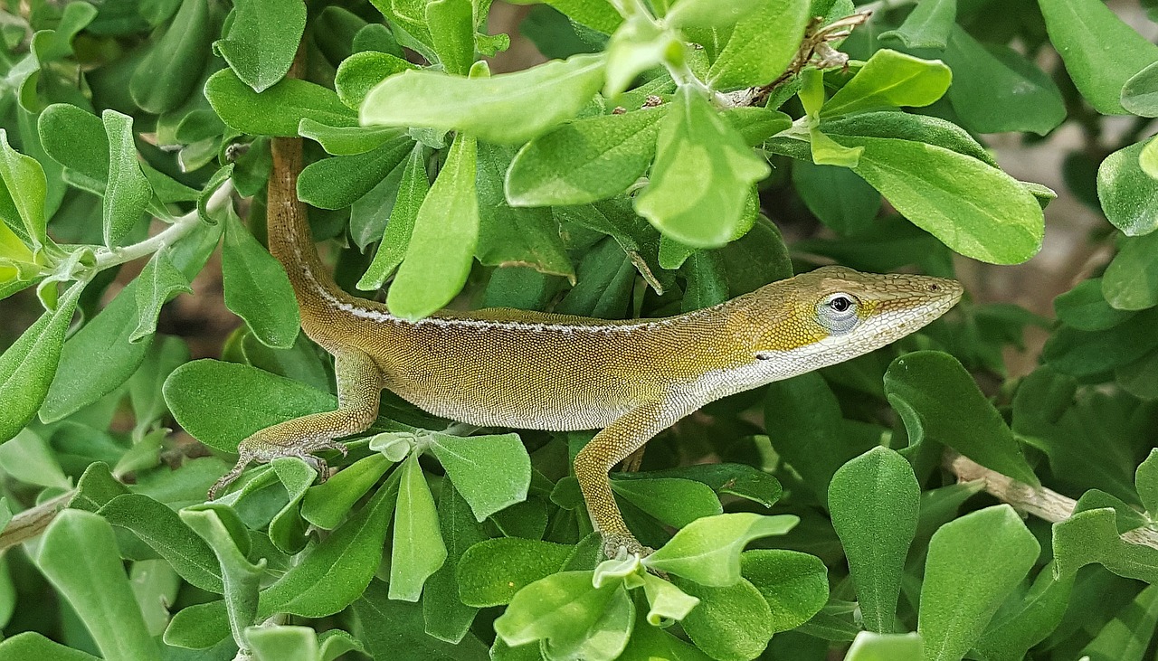 Anolas, Žalia Anolas, Driežas, Žalia Driežas, Ropliai, Kamufliažas, Iš Arti, Anolis, Gyvūnas, Gamta