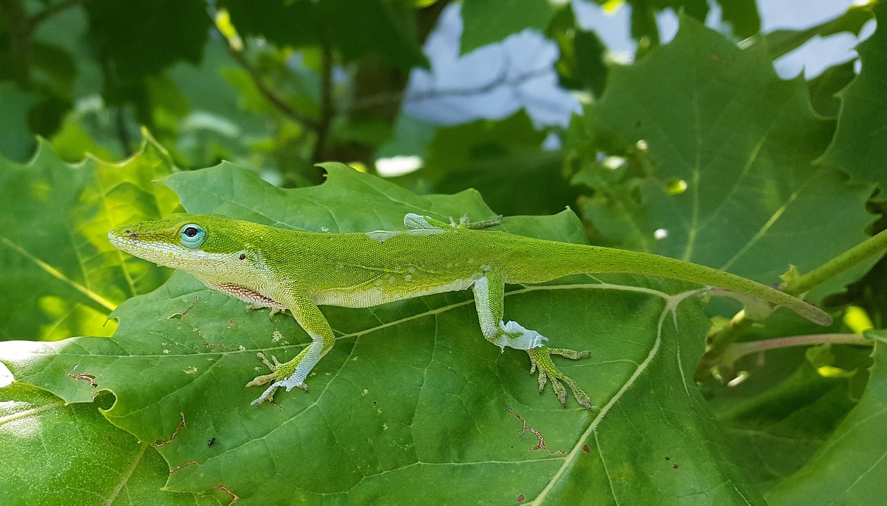 Anolas, Žalia Anolas, Driežas, Žalia Driežas, Ropliai, Kamufliažas, Oda, Sunaikinimas, Švelnus, Švelninimas