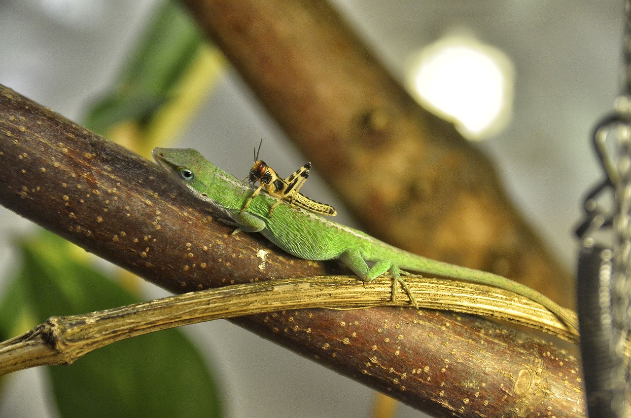 Anolis Carolinensis, Carolina Anole, Ropliai, Gyvūnų Pasaulis, Terariumas, Kaltblut, Heuchschrecke, Balnas, Važiuoti, Nemokamos Nuotraukos