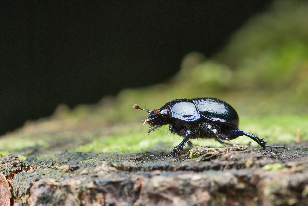 Anoplotrupes Stercorosus, Vabalas, Mėšlas, Vabzdys, Klaida, Miškas, Makro, Nemokamos Nuotraukos,  Nemokama Licenzija