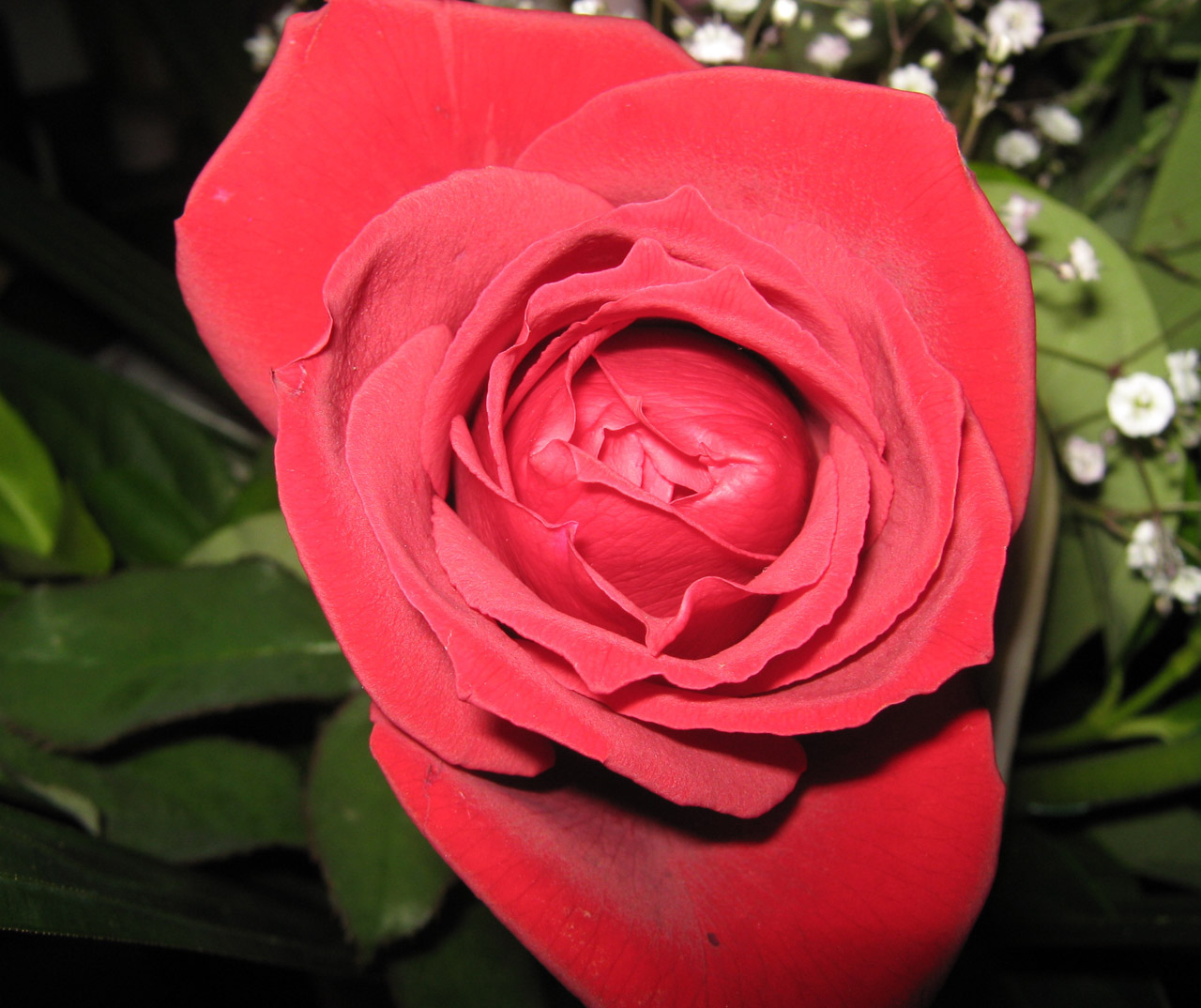 Rožė,  Gėlė,  Raudona,  Dar Viena Graži Raudona Rožė, Nemokamos Nuotraukos,  Nemokama Licenzija