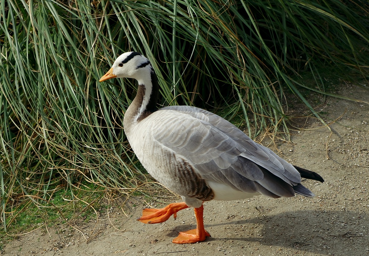 Anser Indicus, Baras Vadinamas Žąsis, Žąsis, Paukštis, Laukinė Gamta, Gyvūnas, Fauna, Vandens Paukštis, Nemokamos Nuotraukos,  Nemokama Licenzija