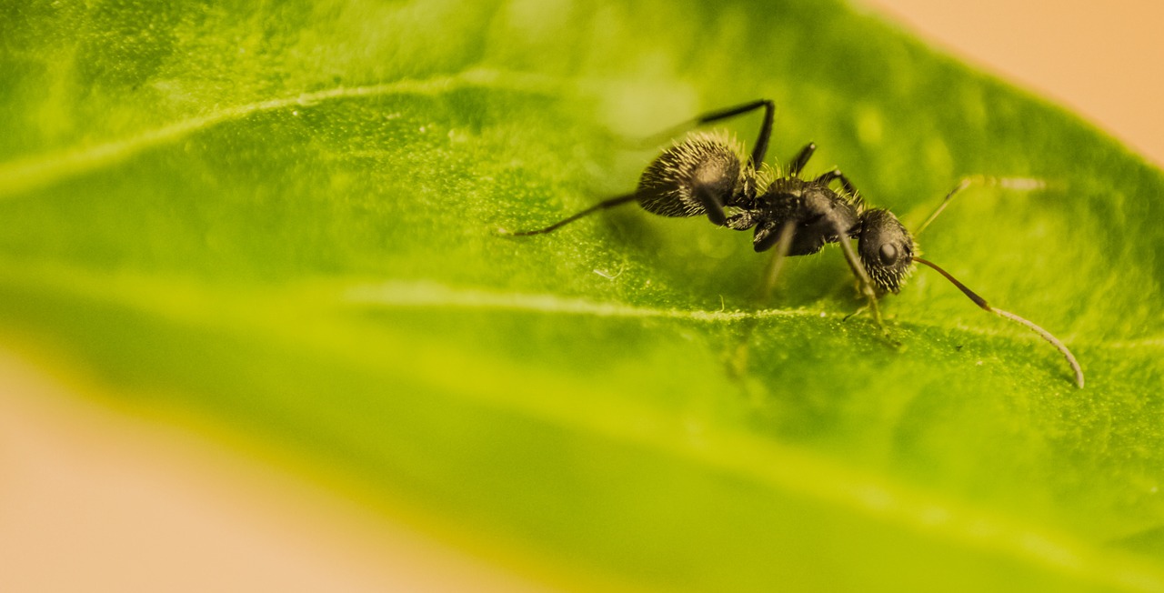 Ant, Makro, Incetos, Gamta, Uždaryti, Inceto, Erškėčiai, Nemokamos Nuotraukos,  Nemokama Licenzija