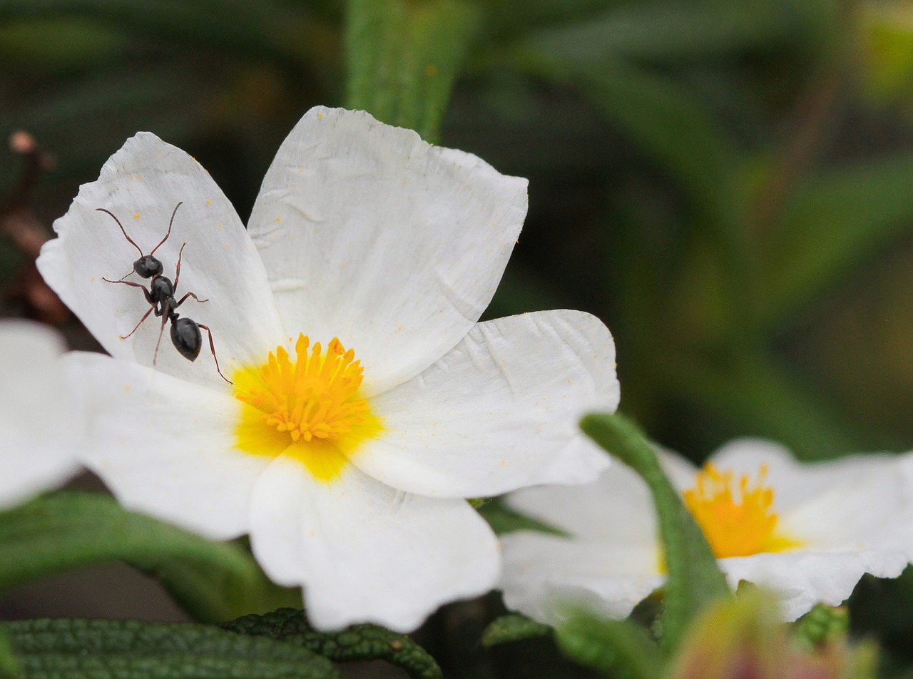 Ant, Cistus, Gėlės, Nemokamos Nuotraukos,  Nemokama Licenzija