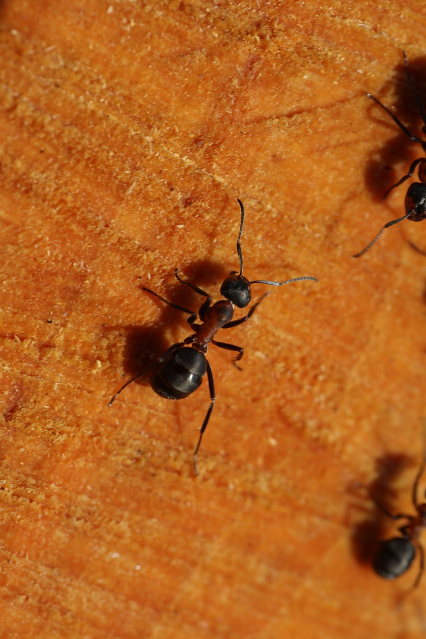 Ant, Išsamiai, Mediena, Gamta, Gyvūnas, Gyvenimas, Nemokamos Nuotraukos,  Nemokama Licenzija