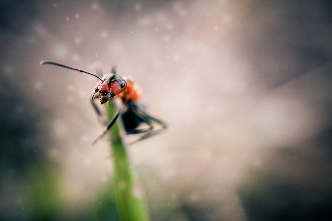 Ant, Vabzdžiai, Makro, Gyvūnas, Balta, Laukiniai, Laukinė Gamta, Vasara, Nemokamos Nuotraukos,  Nemokama Licenzija