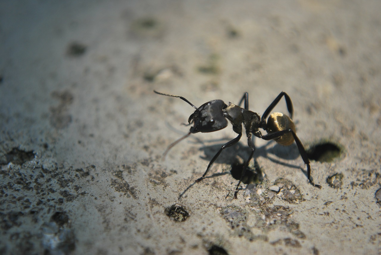 Ant, Gyvūnas, Vabzdys, Gyvūnai, Gamta, Skruzdėlės, Nemokamos Nuotraukos,  Nemokama Licenzija