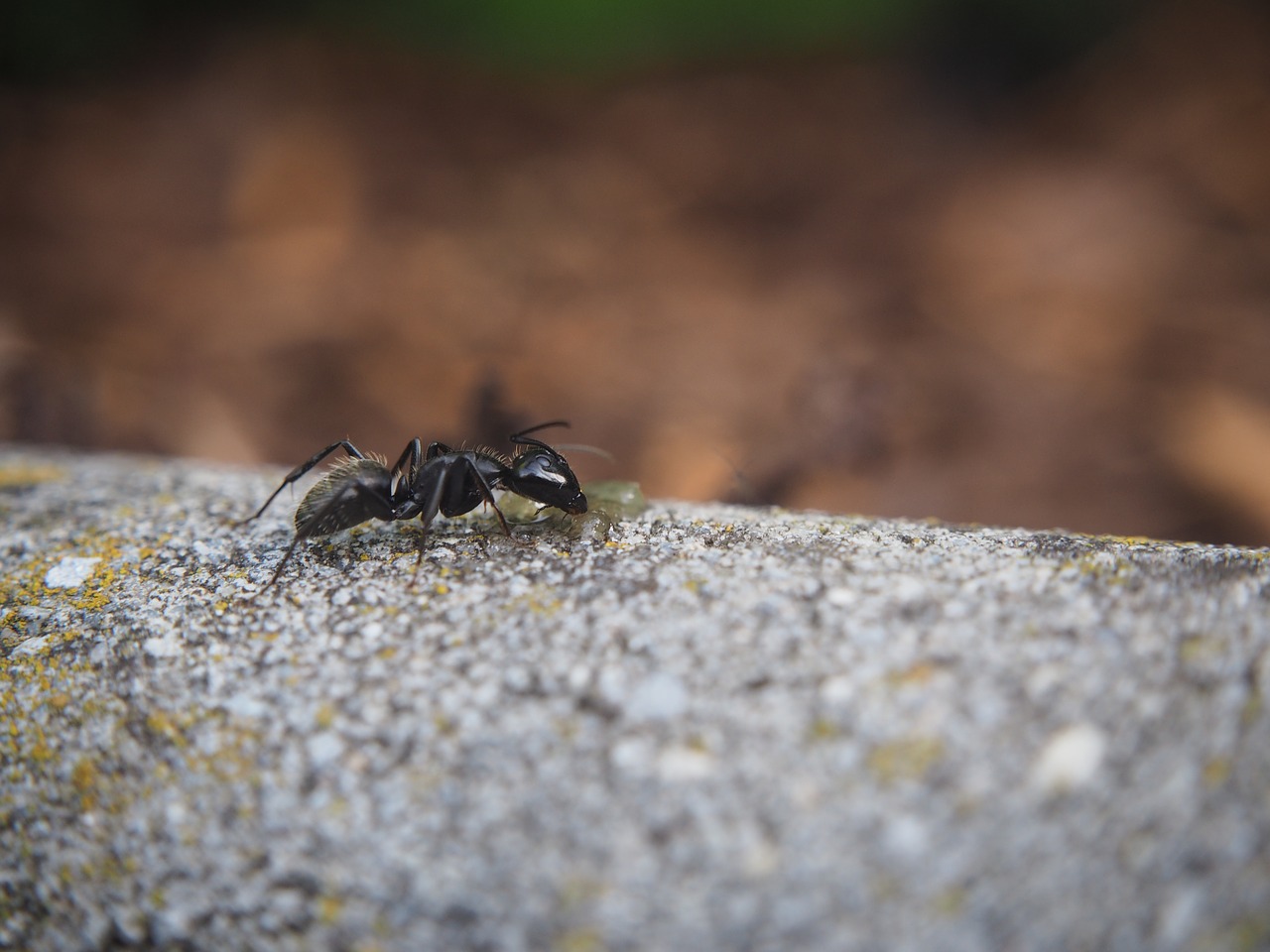 Ant, Vabzdys, Gamta, Uždaryti, Nemokamos Nuotraukos,  Nemokama Licenzija