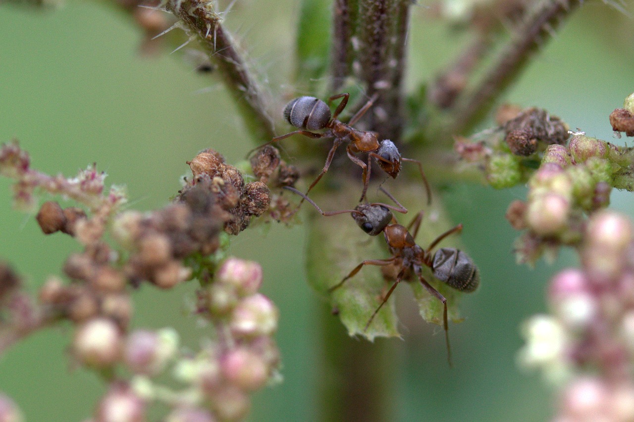 Ant, Augalas, Makro, Insekta, Nemokamos Nuotraukos,  Nemokama Licenzija