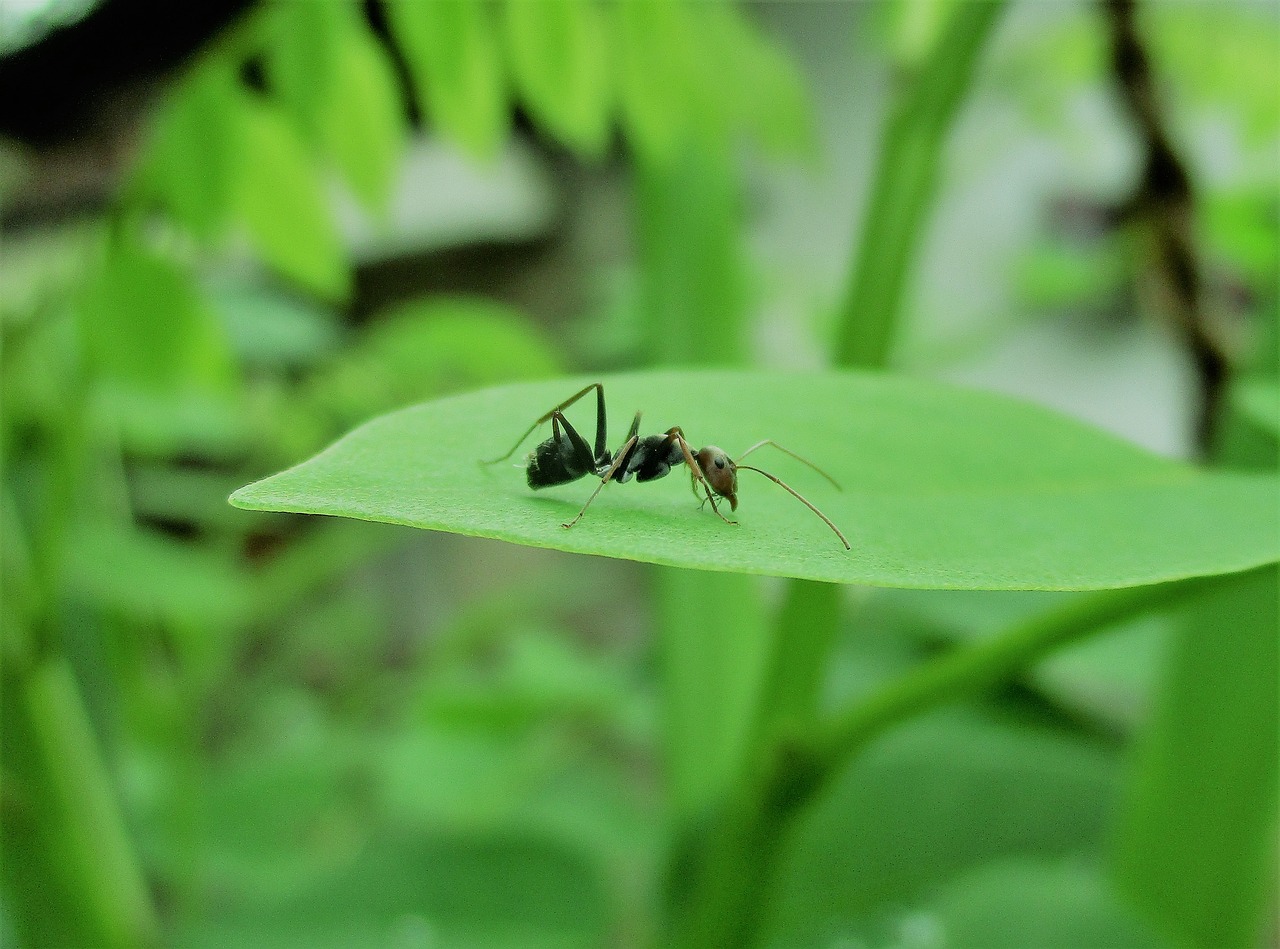 Ant, Vabzdys, Ant Lapų, Makro, Gamta, Gražus, Nemokamos Nuotraukos,  Nemokama Licenzija