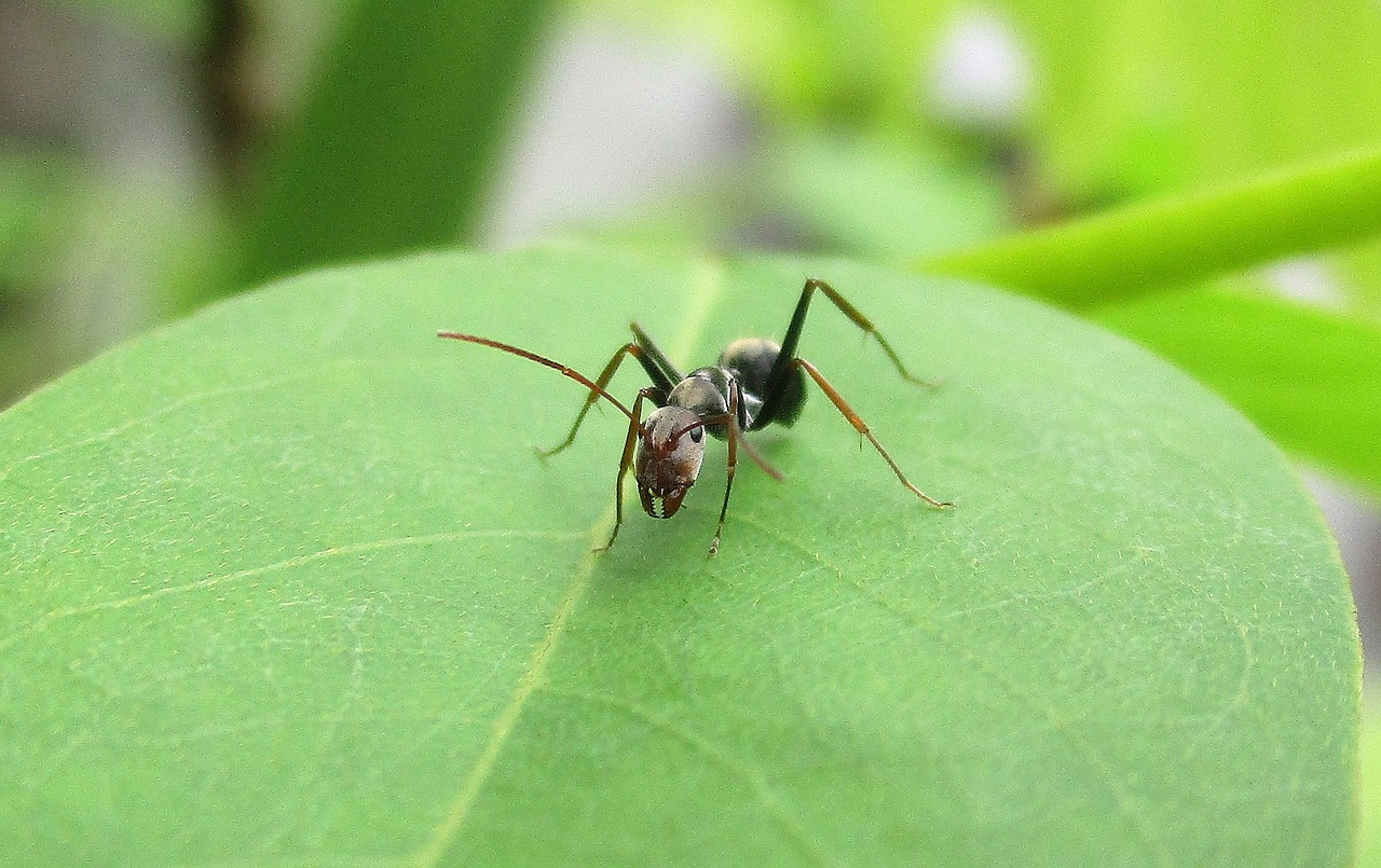 Ant, Makro, Iš Arti, Gamta, Vabzdys, Nemokamos Nuotraukos,  Nemokama Licenzija