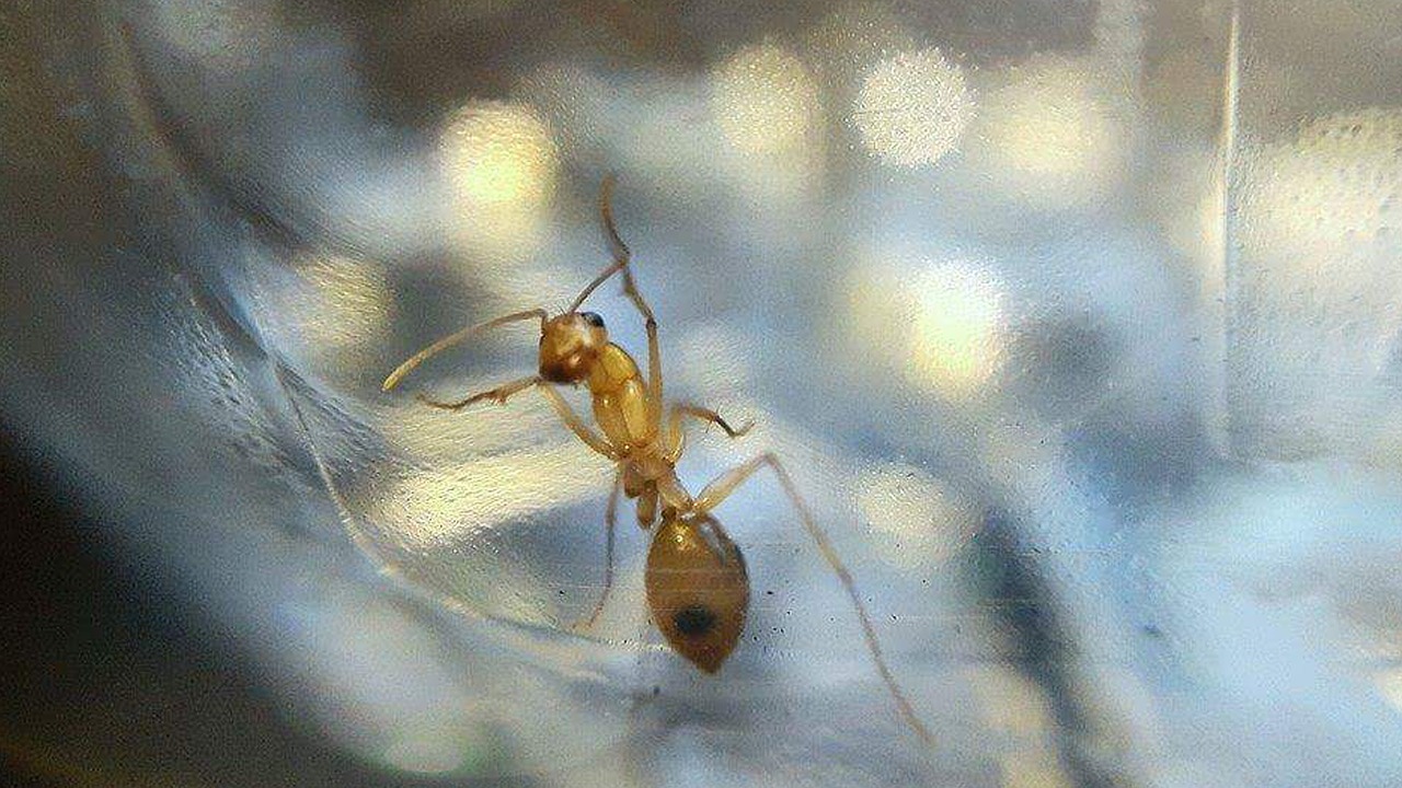 Ant, Makro, Stiklas, Folija, Gamta, Vabzdys, Gyvūnas, Darbuotojas, Mažas, Antena