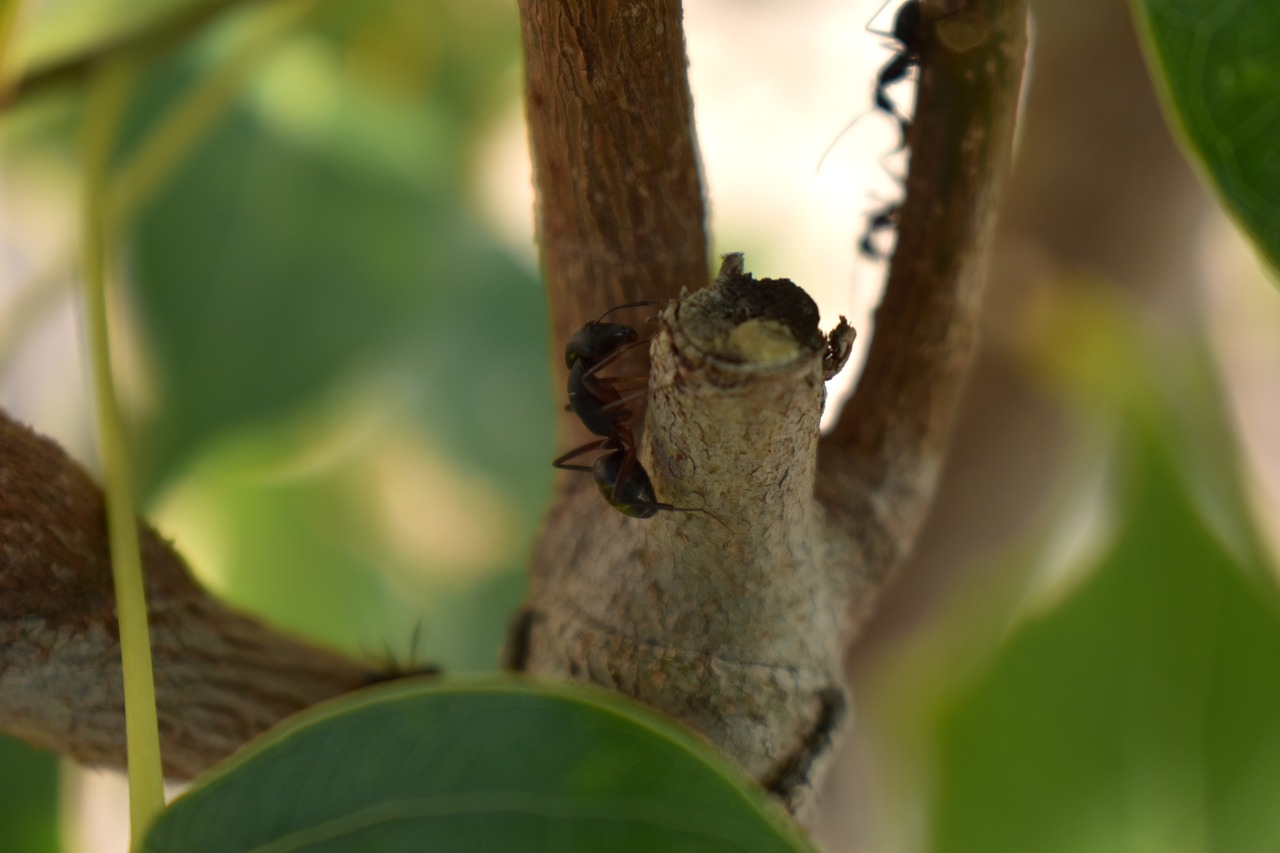 Ant, Skruzdėlės, Vabzdys, Skruzdžių Formos, Nariuotakojų, Sodo Skruzdėlės, Nemokamos Nuotraukos,  Nemokama Licenzija