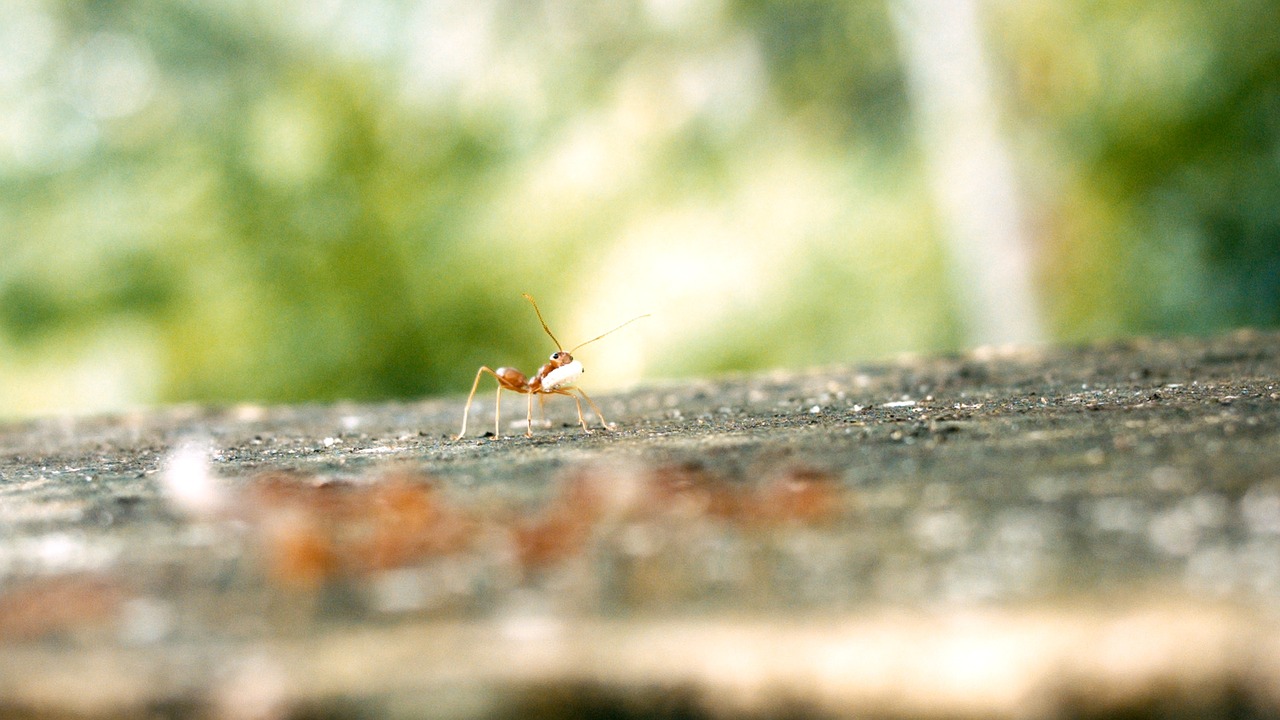 Ant, Kiaušinis Ant Kiaušinio, Vienas Antras, Nemokamos Nuotraukos,  Nemokama Licenzija