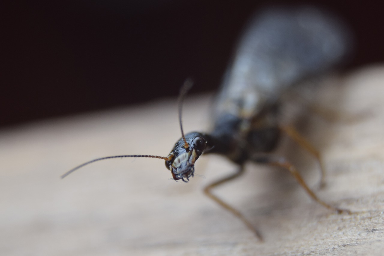 Ant,  Vabzdys,  Makro,  Pobūdį,  Iš Arti,  Skruzdžių Karalienė,  Skrydžių Vabzdžių, Nemokamos Nuotraukos,  Nemokama Licenzija