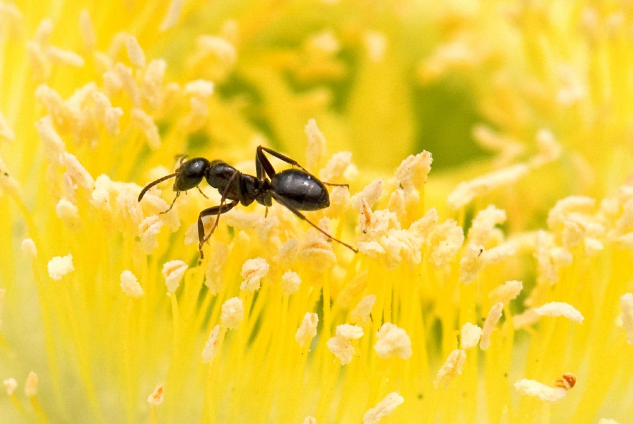 Ant, Geltona, Gėlė, Iš Arti, Nemokamos Nuotraukos,  Nemokama Licenzija