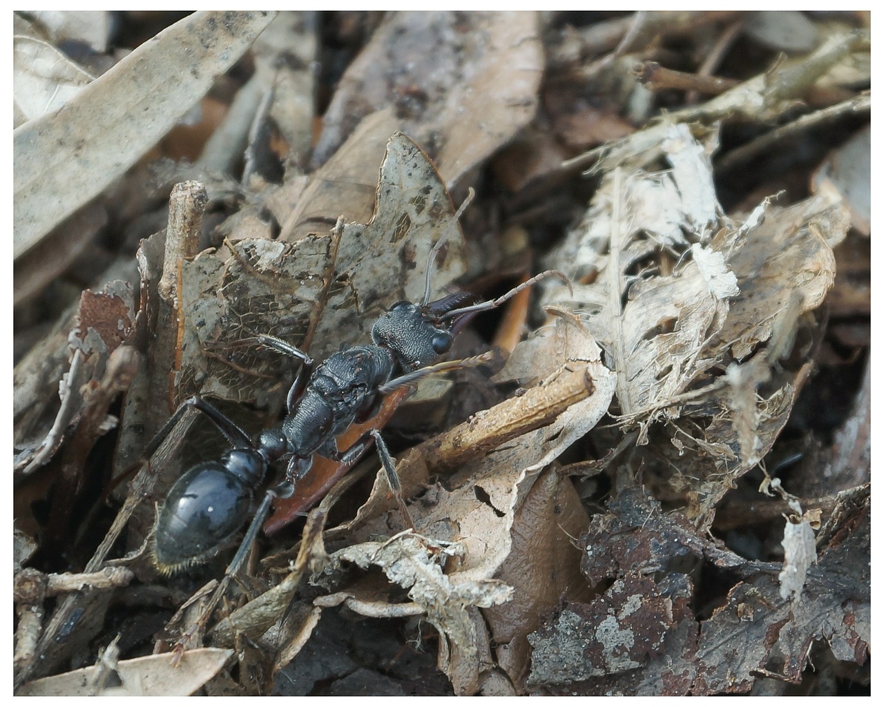 Ant, Myrmecia, Myrmecia Pyriformis, Mirtini, Kareivis, Vabzdys, Žandikaulis, Įkandimas, Australia, Pavojus